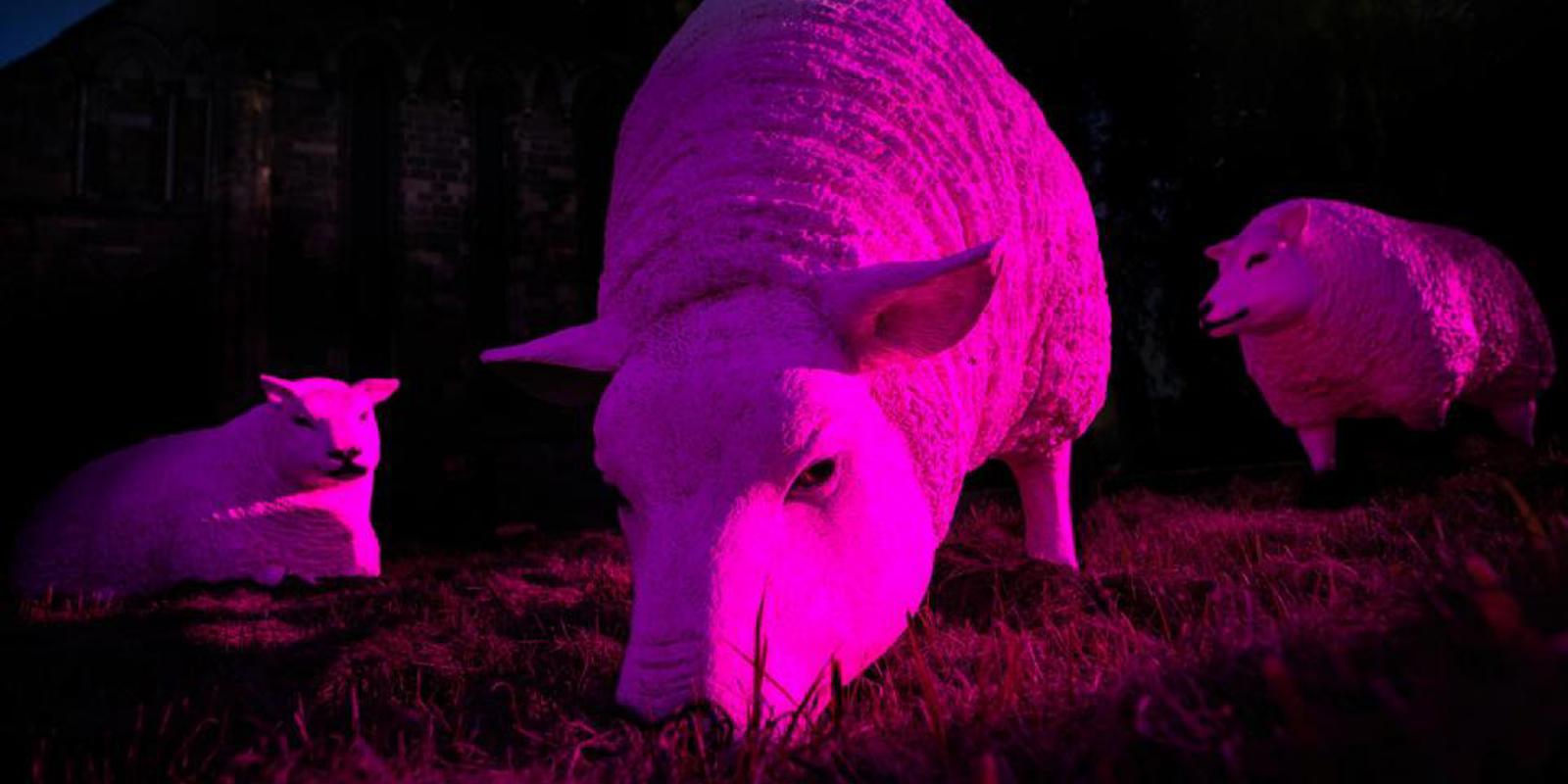 Illuminated Sheep (2)