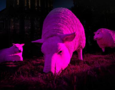 Illuminated Sheep