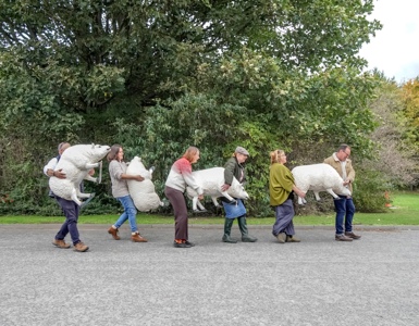 6. People Collecting Their Sheep From Hexham Mart For The Free Illuminated Sheep Art Trail Photo Credit North News And Pictures