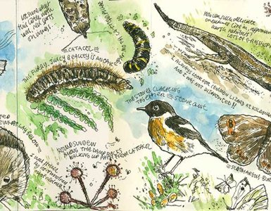 Free Tasters: Nature Journaling with Steve Pardue