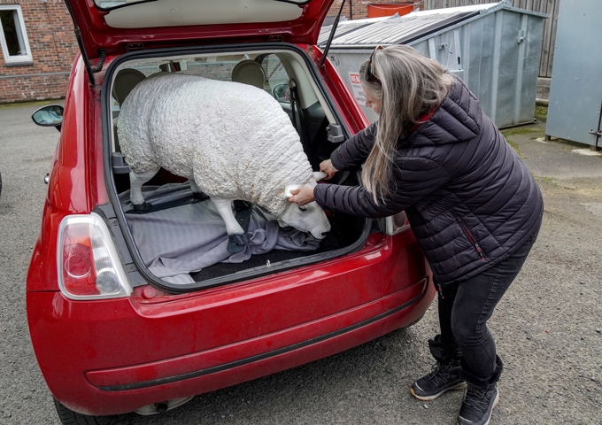 7. Green Croft On The Wall's Amanda Drago Collects Her Sheep From Hexham Mart Credit North News And Pictures