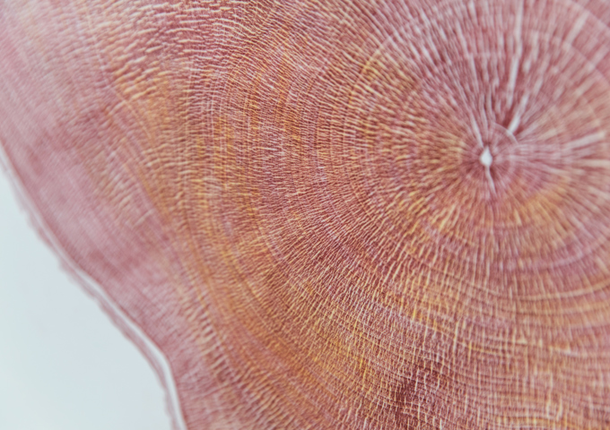 A Detail Of 'History' One Of Five Heartwood Prints Created From A Disc Of The Felled Sycamore Gap Tree By Printmaker Shona Branigan ©National Trust Images The House Of Hues